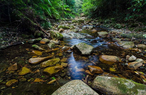 Willi Willi National Park - Gold Coast 0