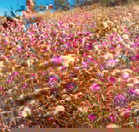 Wineries and Wildflowers - Tourism Gold Coast