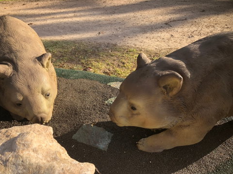 Wombat Statues, Moonta - Tourism Gold Coast 1