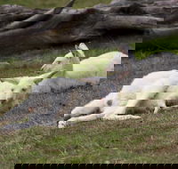 Yarra Valley Nocturnal Zoo - Tourism Gold Coast