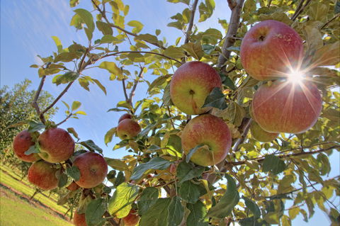 Alpine - Tourism Gold Coast 1
