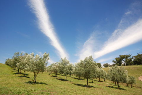 Alpine - Tourism Gold Coast 2