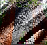 Ancient Empire Walk Valley of the Giants - Tourism Gold Coast