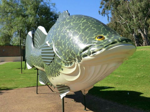 Big Murray Cod - Tourism Gold Coast 0
