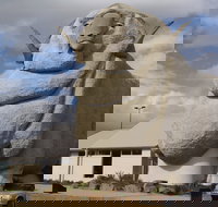 Big Merino - Gold Coast