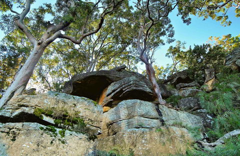 Burrawang Reach Picnic Area - Tourism Gold Coast 0