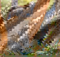 Cleland Wildlife Park - Tourism Gold Coast