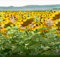 Clifton - Tourism Gold Coast