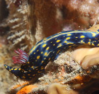Cochrane Artificial Reef Dive Site - Tourism Gold Coast