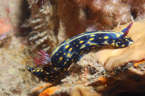 Cochrane Artificial Reef Dive Site - Tourism Gold Coast 0