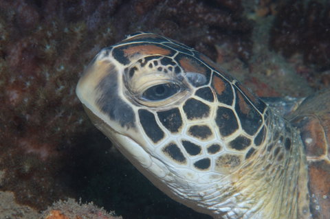 Cochrane Artificial Reef Dive Site - Tourism Gold Coast 2