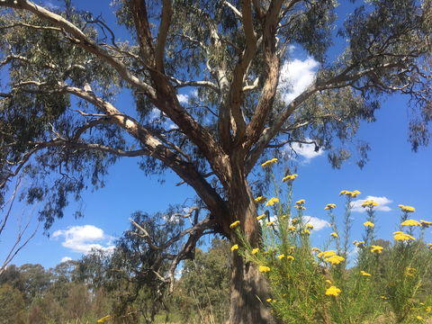 Euroa Arboretum - Tourism Gold Coast 0