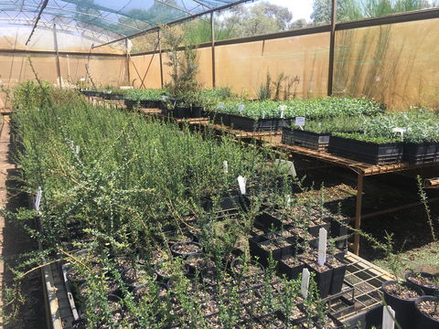 Euroa Arboretum - Tourism Gold Coast 1