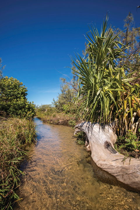 Freshwater Creek Track, Byfield National Park - Tourism Gold Coast 2