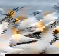Gannets in Portland - Gold Coast