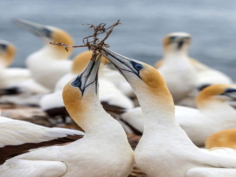 Gannets In Portland - Tourism Gold Coast 0