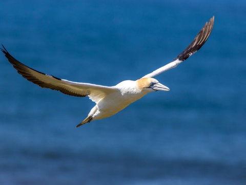 Gannets In Portland - Tourism Gold Coast 1