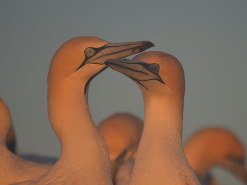 Gannets In Portland - Tourism Gold Coast 2