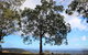 Heaton State Forest - Watagan Mountains - thumb 2