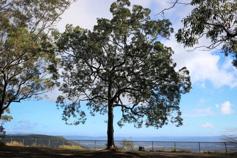 Heaton State Forest - Watagan Mountains - Tourism Gold Coast 2