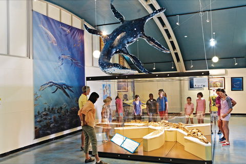 Kronosaurus Korner - Tourism Gold Coast 2