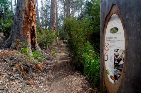 Lake St Clair (Cradle Mountain  - Lake St Clair National Park) - Gold Coast 2