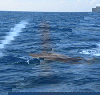 Minyama - Tourism Gold Coast