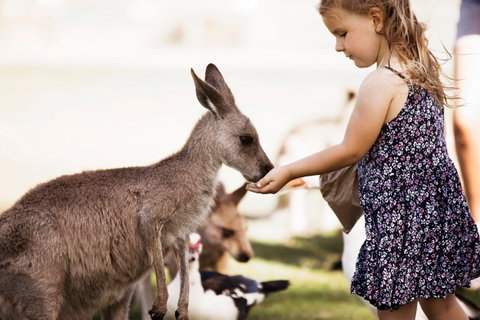 Oakvale Wildlife Park - Tourism Gold Coast 1