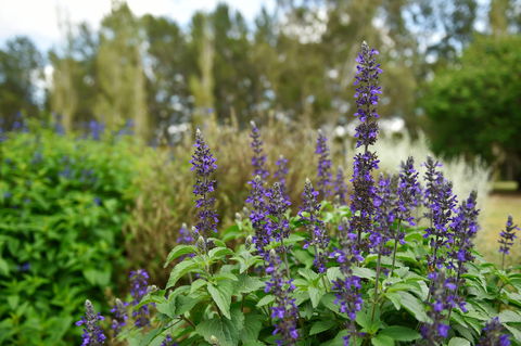 Picton Botanic Gardens - Tourism Gold Coast 1