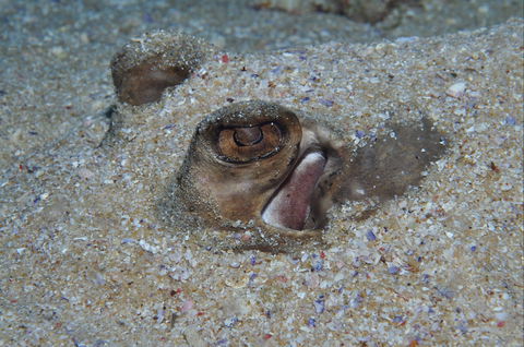 Shelving Beach Dive Site - Gold Coast 1