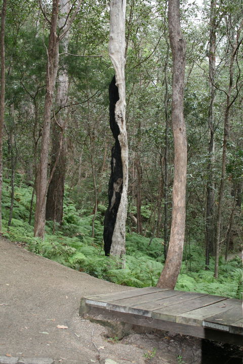 Springwood Conservation Park - Tourism Gold Coast 1
