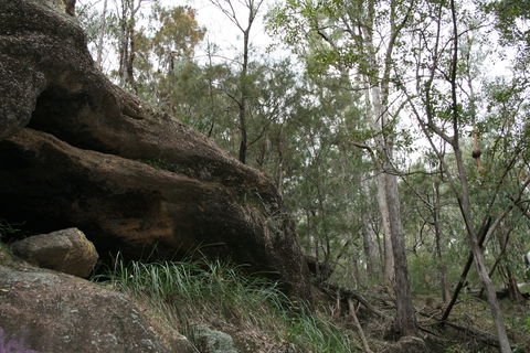 Springwood Conservation Park - Tourism Gold Coast 2
