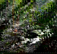 Strickland State Forest - Gold Coast