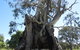 The Herbig Family Tree - thumb 0