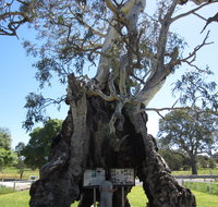 The Herbig Family Tree - Tourism Gold Coast