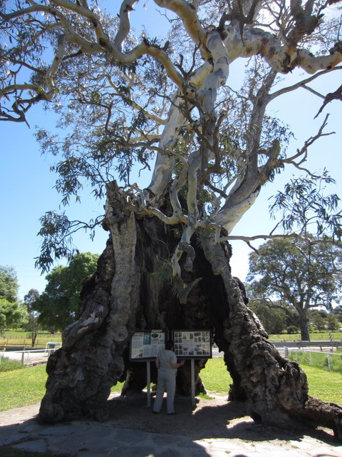 The Herbig Family Tree - Tourism Gold Coast 0
