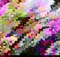 Tinonee Orchid Nursery - Gold Coast