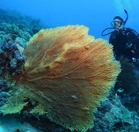 Wistari Wall - Tourism Gold Coast