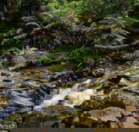 Budderoo National Park - Tourism Gold Coast