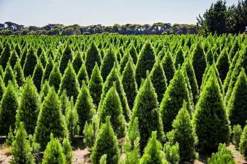 Christmas Tree Farm - Gold Coast 0