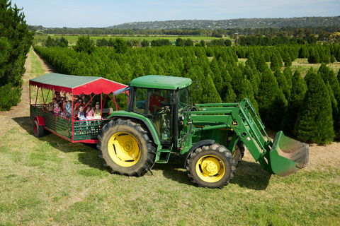 Christmas Tree Farm - Gold Coast 1