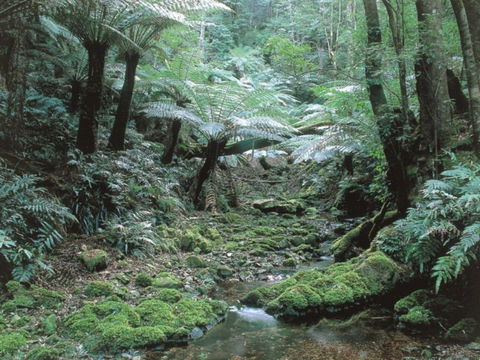 Corn Trail - Tourism Gold Coast 0
