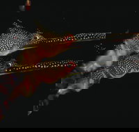 Eagle Rock Marine Sanctuary - Gold Coast