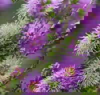 Ethel Daw Scenic Drive - Tourism Gold Coast