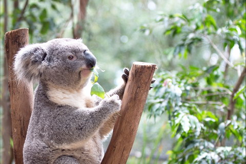 Featherdale Wildlife Park - Tourism Gold Coast 1