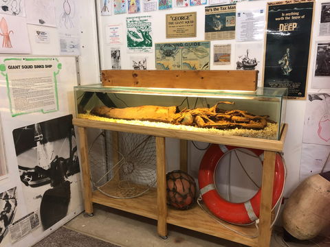 George The Giant Squid Display, Wallaroo - Tourism Gold Coast 0