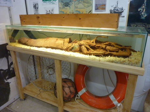 George The Giant Squid Display, Wallaroo - Tourism Gold Coast 1