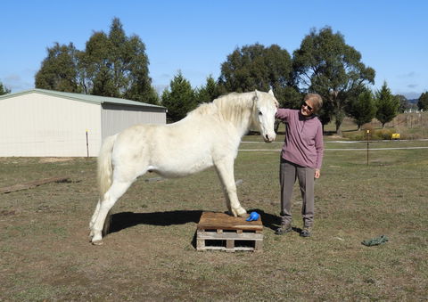 Horses Teaching Humans - Tourism Gold Coast 1