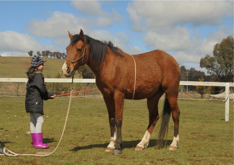 Horses Teaching Humans - Tourism Gold Coast 2