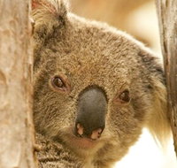 Koala Reserve - Tourism Gold Coast
